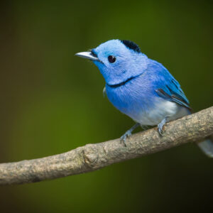 Humming Bird